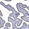 Tetratricopeptide Repeat Domain 21B antibody, NBP2-37876, Novus Biologicals, Immunohistochemistry paraffin image 