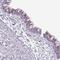 Abhydrolase Domain Containing 17A antibody, PA5-61470, Invitrogen Antibodies, Immunohistochemistry frozen image 