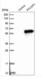 POU domain, class 2, transcription factor 3 antibody, NBP1-83966, Novus Biologicals, Western Blot image 