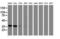 Glyoxylate And Hydroxypyruvate Reductase antibody, LS-C337164, Lifespan Biosciences, Western Blot image 
