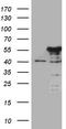 NFKB Inhibitor Epsilon antibody, TA810764, Origene, Western Blot image 