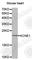 Potassium voltage-gated channel subfamily E member 1 antibody, A0934, ABclonal Technology, Western Blot image 