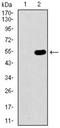 Negative Elongation Factor Complex Member A antibody, orb181652, Biorbyt, Western Blot image 