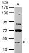 Ankyrin Repeat And SOCS Box Containing 3 antibody, PA5-31021, Invitrogen Antibodies, Western Blot image 