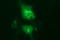 CD44 antibody, LS-C788316, Lifespan Biosciences, Immunofluorescence image 