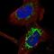 Cytochrome C Oxidase Assembly Factor 6 antibody, NBP1-85948, Novus Biologicals, Immunofluorescence image 