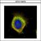 FAS antibody, GTX110470, GeneTex, Immunofluorescence image 
