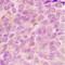 Mitochondrial Ribosomal Protein L54 antibody, orb393113, Biorbyt, Immunohistochemistry paraffin image 