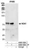 Nitric Oxide Associated 1 antibody, A305-132A, Bethyl Labs, Immunoprecipitation image 