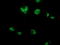 Cytochrome c oxidase subunit 6B2 antibody, TA501377, Origene, Immunofluorescence image 