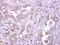 Leukocyte Immunoglobulin Like Receptor B5 antibody, PA5-28006, Invitrogen Antibodies, Immunohistochemistry frozen image 