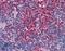 ARRB2 antibody, LS-B6008, Lifespan Biosciences, Immunohistochemistry frozen image 