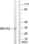 Homeobox protein MOX-2 antibody, LS-C118914, Lifespan Biosciences, Western Blot image 