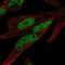 Zinc Finger Protein 225 antibody, PA5-67310, Invitrogen Antibodies, Immunofluorescence image 