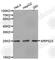 Mitochondrial Ribosomal Protein S23 antibody, A4754, ABclonal Technology, Western Blot image 