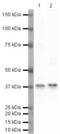 TATA-Box Binding Protein antibody, PA5-19776, Invitrogen Antibodies, Western Blot image 