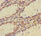 Zinc Finger Protein 260 antibody, A63840-100, Epigentek, Immunohistochemistry paraffin image 