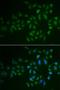 Argonaute RISC Component 1 antibody, orb373327, Biorbyt, Immunofluorescence image 