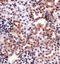HSP32 antibody, TA336832, Origene, Immunohistochemistry frozen image 