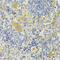 Dipeptidyl Peptidase 3 antibody, 22-662, ProSci, Immunohistochemistry frozen image 