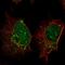SP140 Nuclear Body Protein antibody, HPA067493, Atlas Antibodies, Immunocytochemistry image 