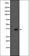 Pre-B-cell leukemia transcription factor 3 antibody, orb337024, Biorbyt, Western Blot image 