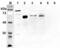 Delta Like Canonical Notch Ligand 1 antibody, ALX-210-483-C100, Enzo Life Sciences, Western Blot image 