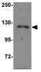 NLR Family Pyrin Domain Containing 13 antibody, GTX31990, GeneTex, Western Blot image 
