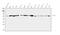 Sterol 26-hydroxylase, mitochondrial antibody, A02121-2, Boster Biological Technology, Western Blot image 