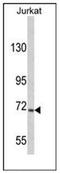 Ubiquitin carboxyl-terminal hydrolase 19 antibody, AP12036PU-N, Origene, Western Blot image 