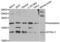 Dynein Light Chain LC8-Type 1 antibody, abx004392, Abbexa, Western Blot image 