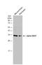 NSF Attachment Protein Alpha antibody, NBP1-32493, Novus Biologicals, Western Blot image 