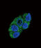 WC1 antibody, 62-284, ProSci, Immunofluorescence image 