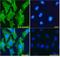 GAPDH antibody, LS-C20161, Lifespan Biosciences, Immunofluorescence image 