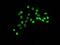 GATA Binding Protein 4 antibody, ab134057, Abcam, Immunofluorescence image 