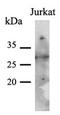 Phenylethanolamine N-methyltransferase antibody, LS-B8965, Lifespan Biosciences, Western Blot image 