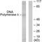 DNA polymerase lambda antibody, PA5-49887, Invitrogen Antibodies, Western Blot image 