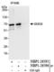 SMG9 Nonsense Mediated MRNA Decay Factor antibody, NBP1-26596, Novus Biologicals, Immunoprecipitation image 