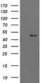 PBX Homeobox 1 antibody, M01039, Boster Biological Technology, Western Blot image 