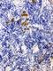 Leupaxin antibody, PA2195, Boster Biological Technology, Immunohistochemistry frozen image 