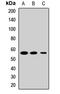 Polypyrimidine Tract Binding Protein 2 antibody, LS-C668358, Lifespan Biosciences, Western Blot image 
