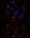 YTH Domain Containing 2 antibody, GTX66320, GeneTex, Immunofluorescence image 