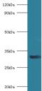 67 kDa laminin receptor antibody, LS-C318554, Lifespan Biosciences, Western Blot image 