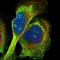Chromosome 8 Open Reading Frame 48 antibody, NBP1-93916, Novus Biologicals, Immunofluorescence image 
