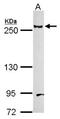 Laminin subunit beta-1 antibody, NBP1-32043, Novus Biologicals, Western Blot image 