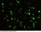 CD5 Molecule antibody, 50403-R114, Sino Biological, Immunohistochemistry frozen image 