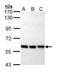 Pre-mRNA-processing factor 19 antibody, NBP1-31354, Novus Biologicals, Western Blot image 