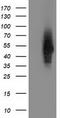Syntrophin Alpha 1 antibody, TA502043, Origene, Western Blot image 