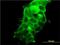 PDZ and LIM domain protein 5 antibody, H00010611-M01, Novus Biologicals, Immunofluorescence image 