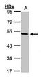 PAX8C antibody, orb73940, Biorbyt, Western Blot image 